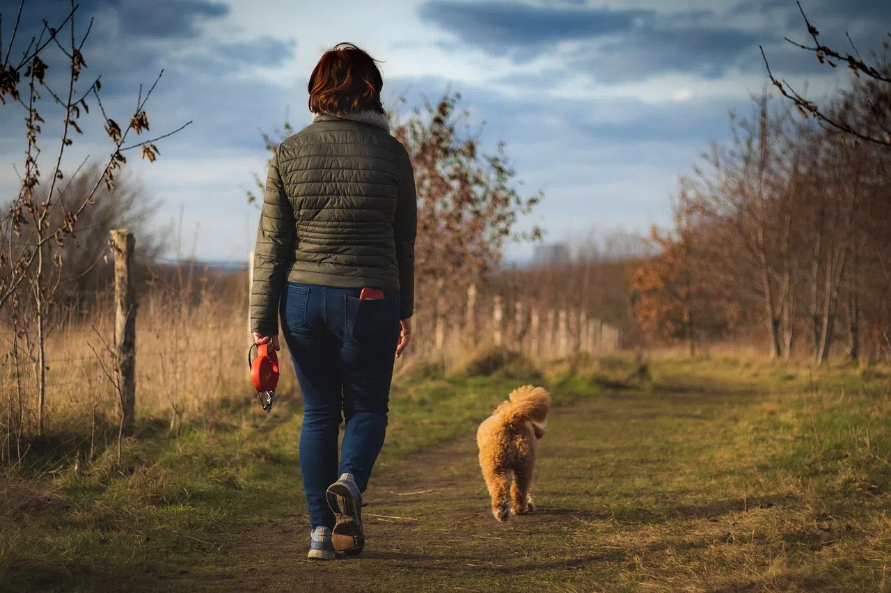 Walking Your Dog: A Path to Health and Happiness for You Both - January is Walk Your Pet Month