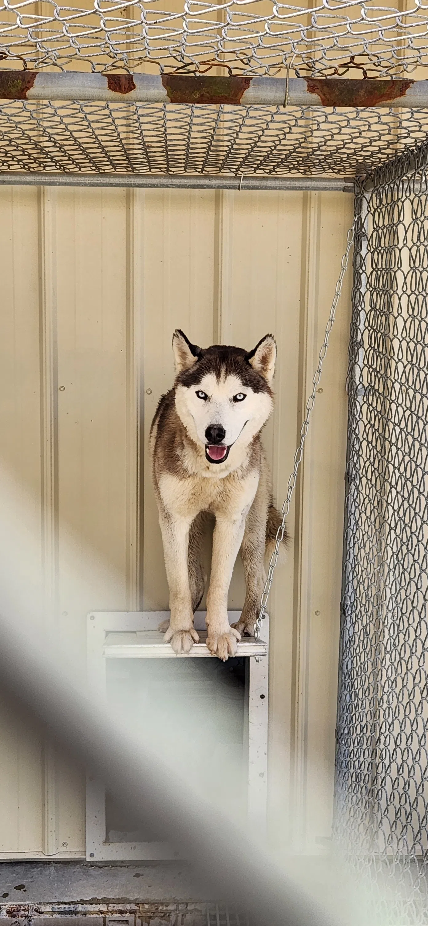 Metropolis Animal Control Officer, John Roman Makes an Urgent Call to the Community as Pound Comes Close to Capacity