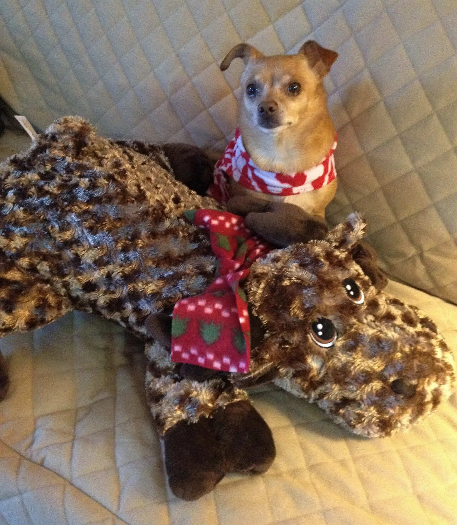 Tiny's Memorial Christmas Challenge: Help Project Hope Humane Society Reach $10,000 Goal