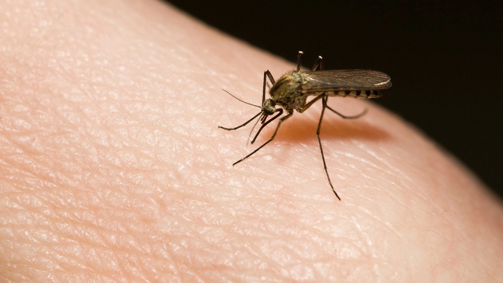Region confirms first West Nile virus case of 2026