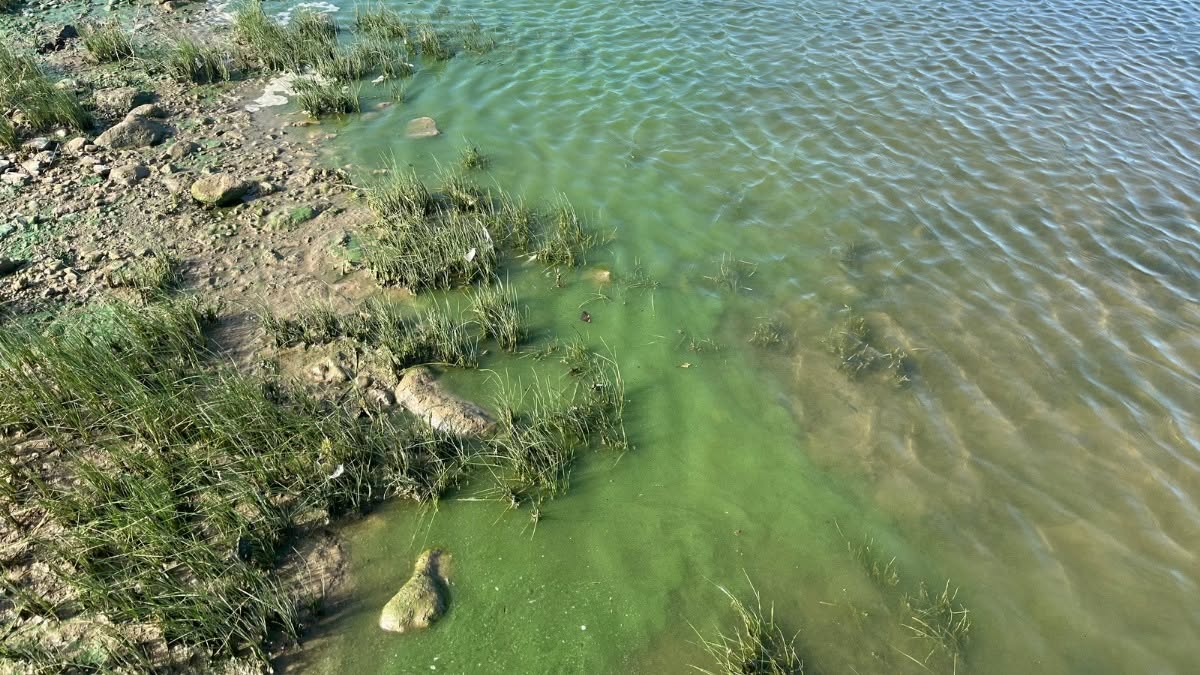 Suspected blue-green algae spotted in Belwood Lake: GRCA