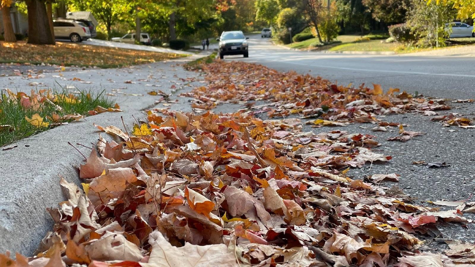 Waterloo's loose leaf collection program officially underway