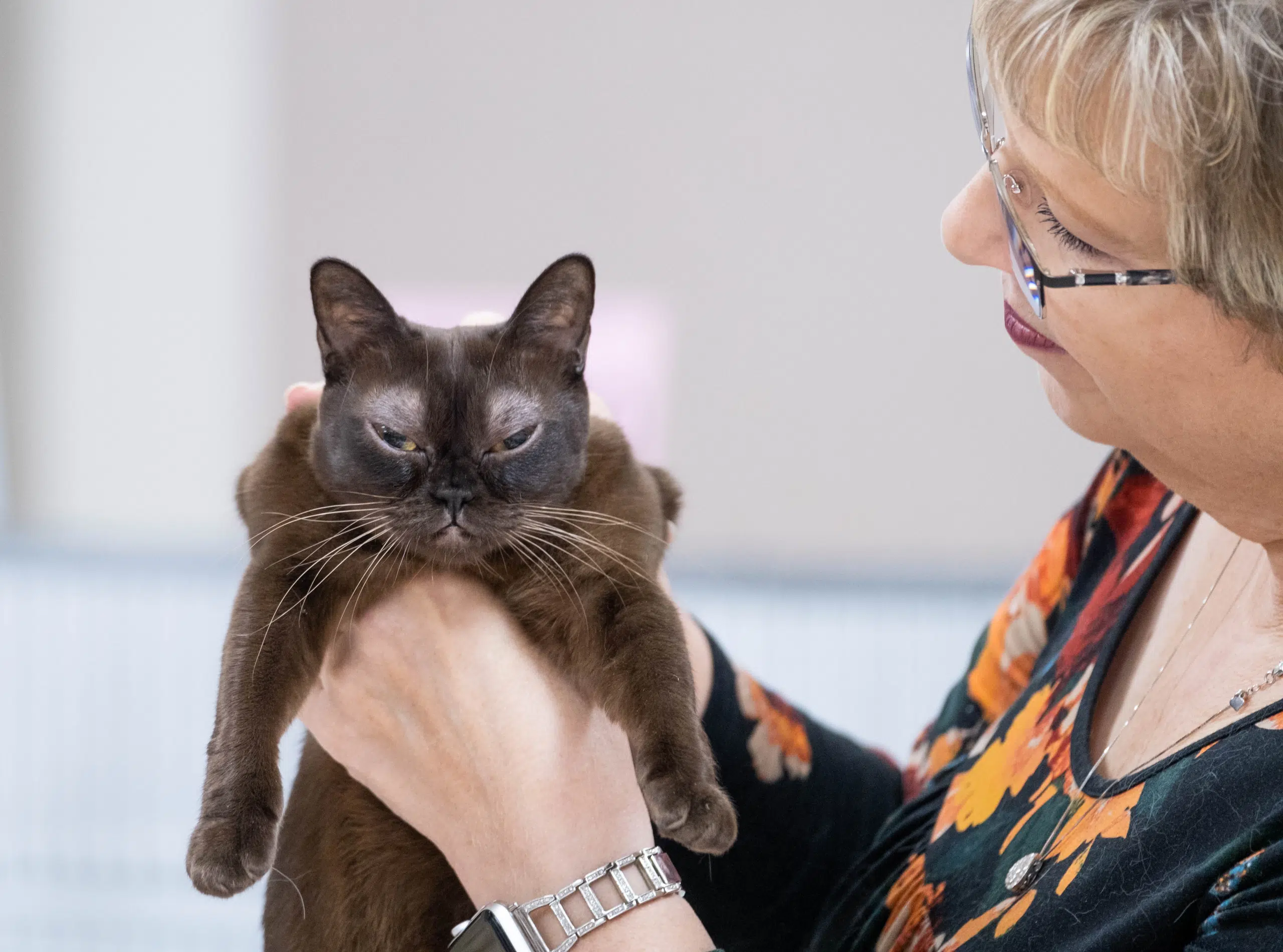 Cat Fancier Association Brings Feline Show to Seguin Coliseum
