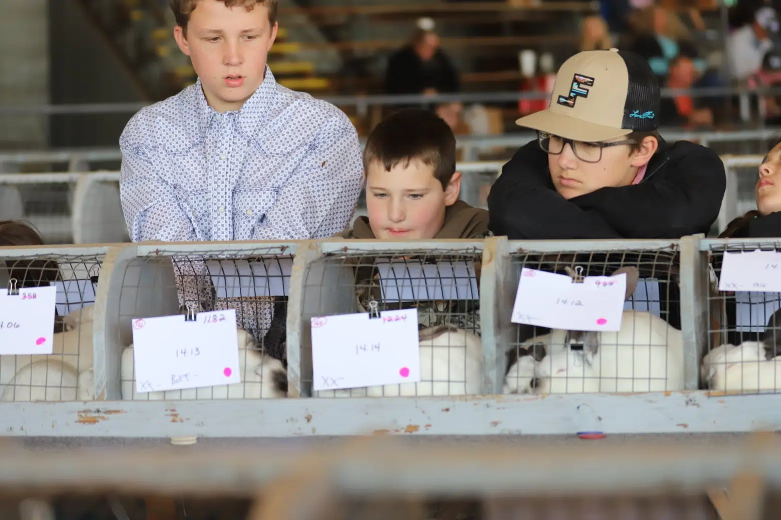 Live stream available for annual Youth Show