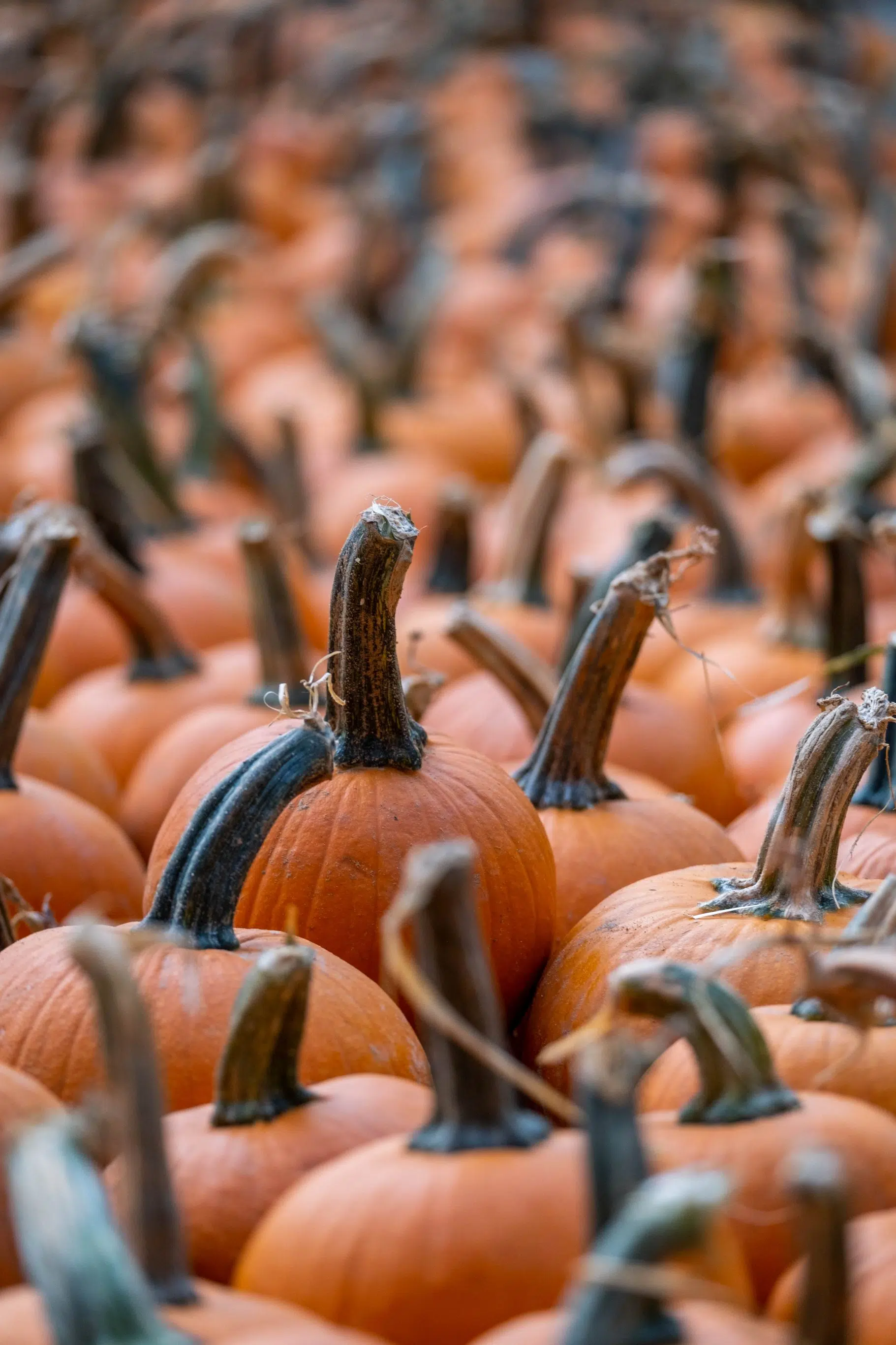 FMC Pumpkin Patch now open for business