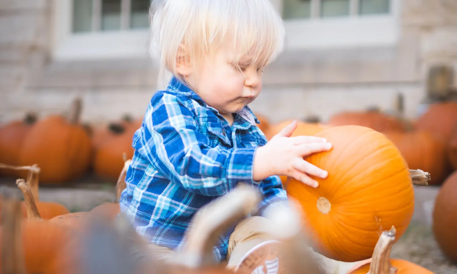 Local pumpkin patch continues to create memories