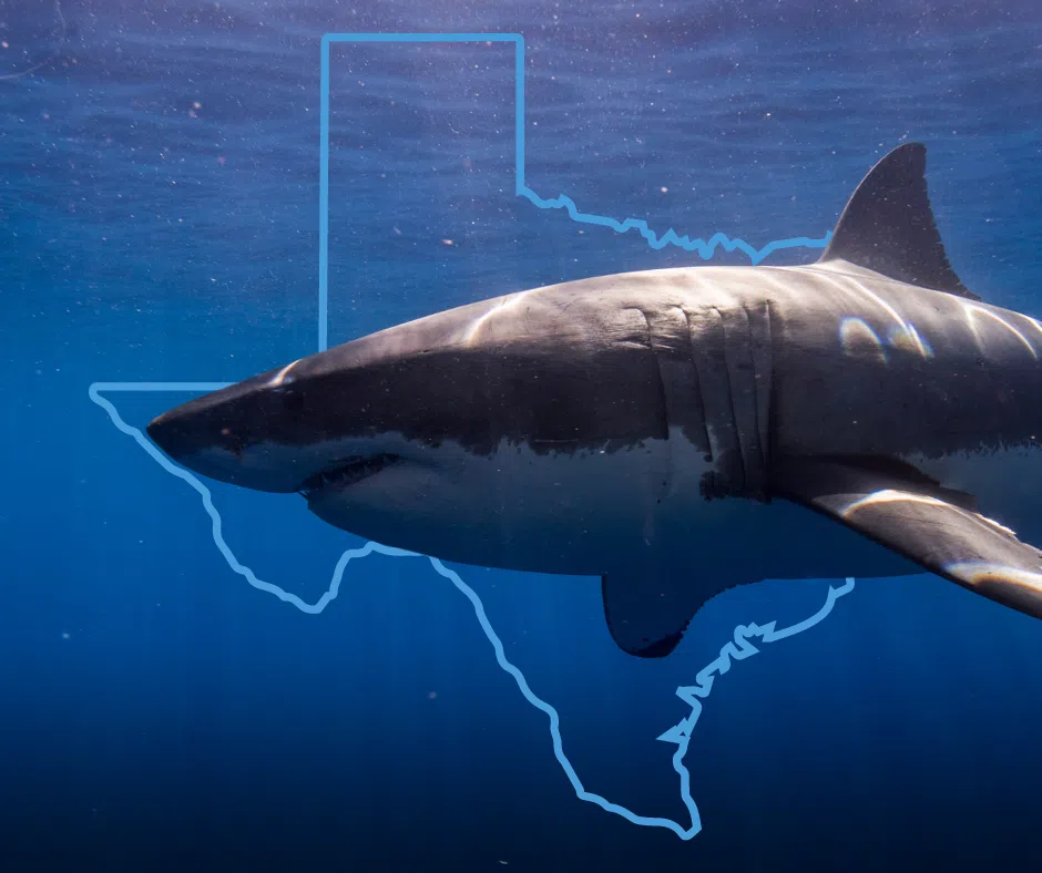 Area man among last week's shark victims