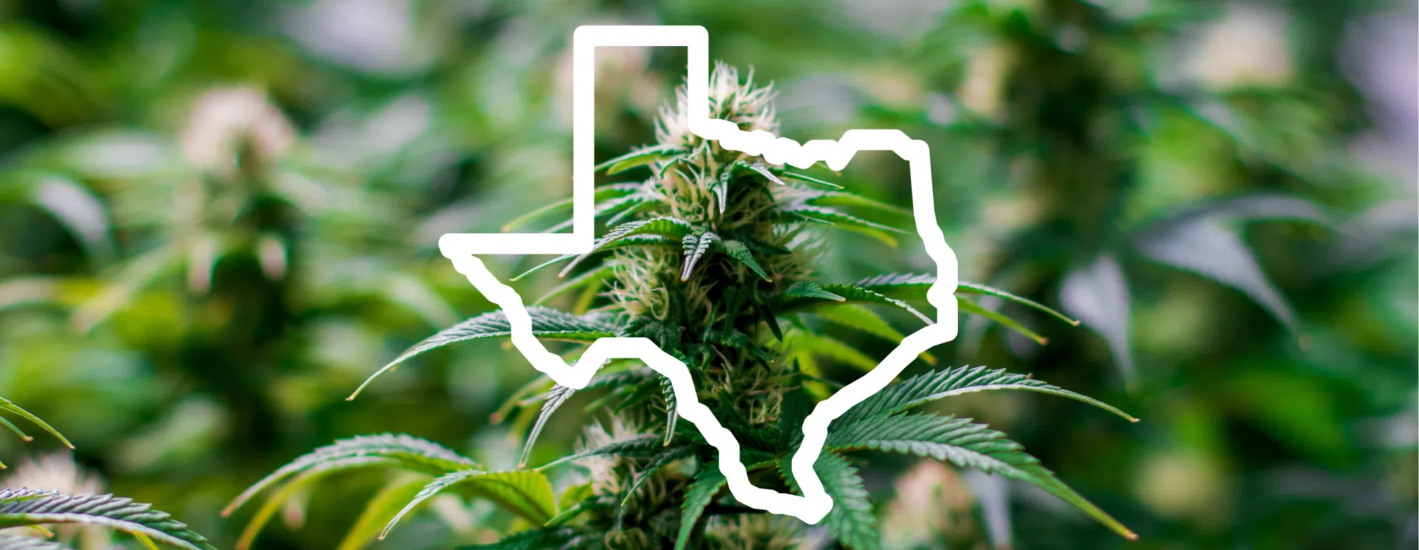 Texas special session called