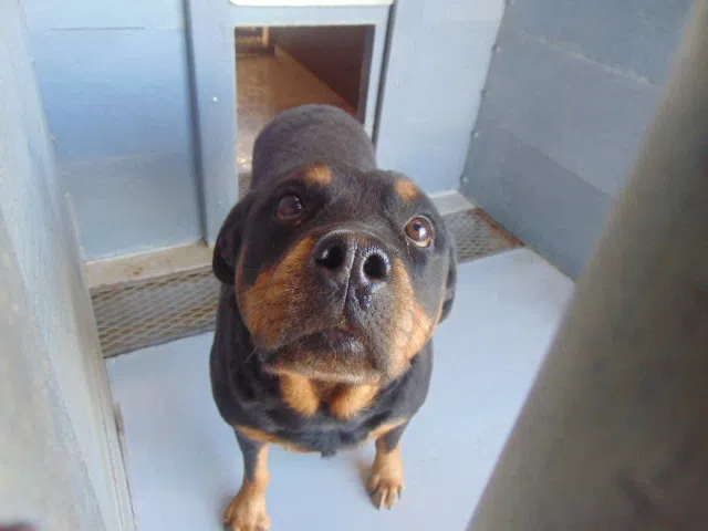 Guadalupe County Sheriff reaffirms commitment to shelter's mission after Friends of Dogs withdraws