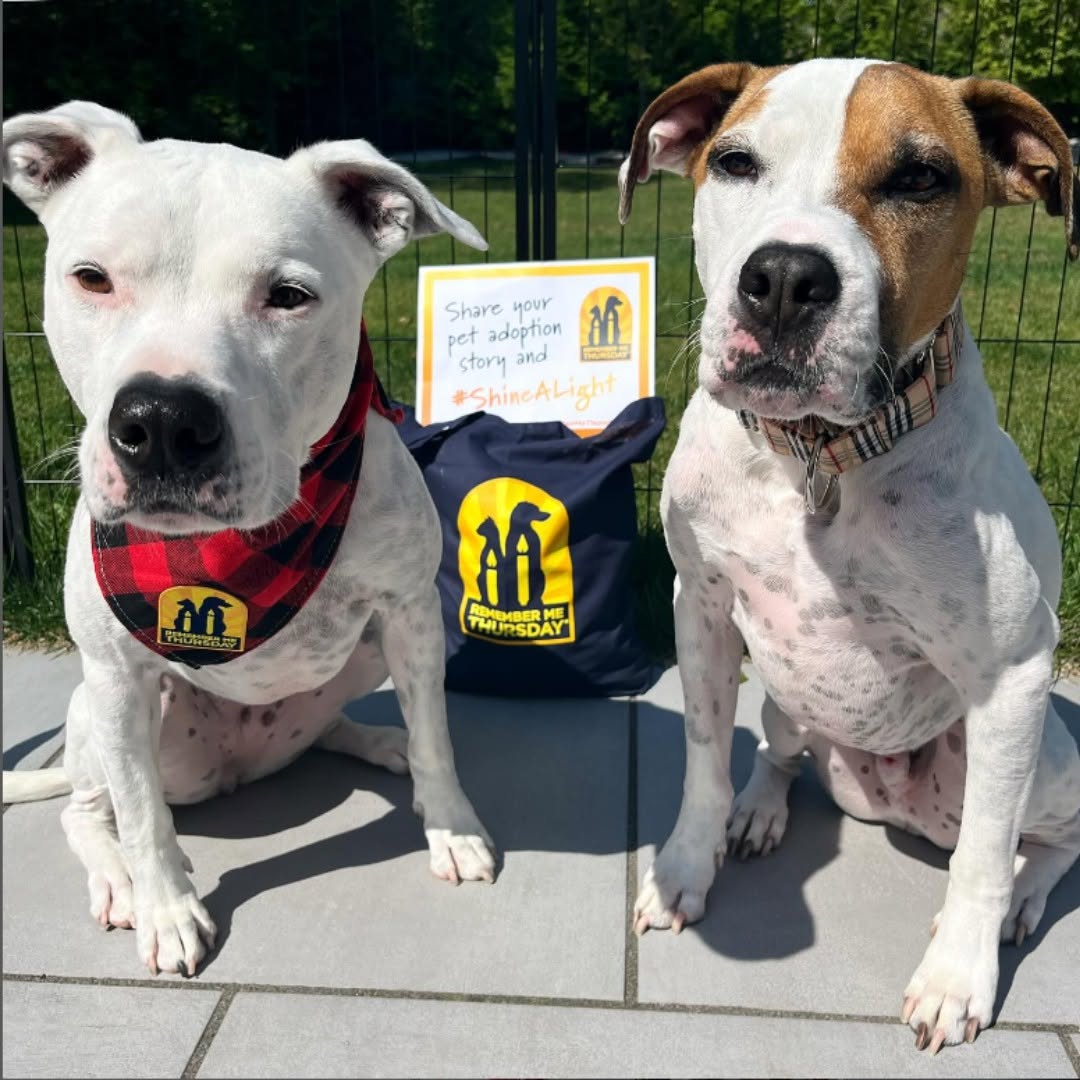 ARF raising pet awareness on Remember Me Thursday, September 24th