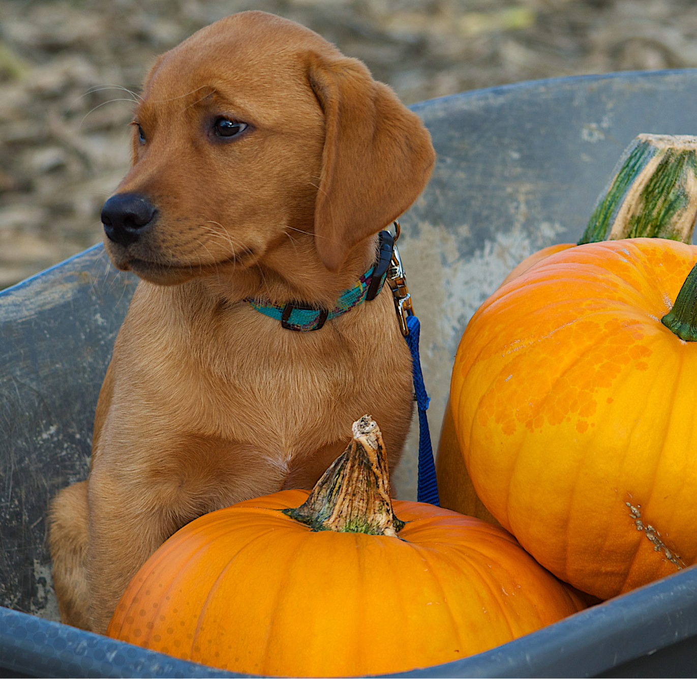 Pumpkins, puppies at the Patch