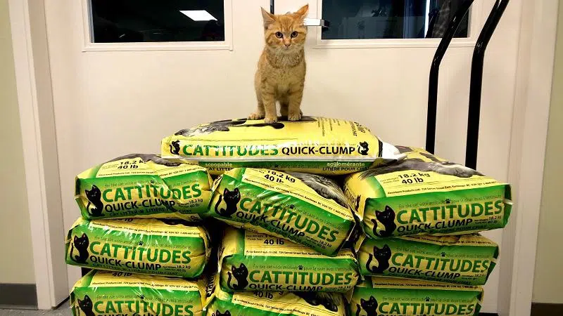 Coop cat outlet litter