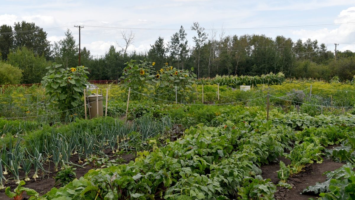 Saskatchewan economy shows strength as inflation pressures hit local food bank