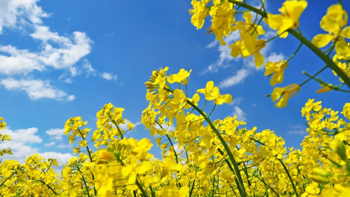 ‘Not being reconsidered’: More reaction to closure of Lacombe AAFC research centre