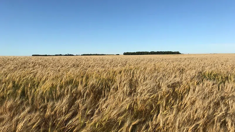 Saskatchewan announces 2026 crop insurance coverage for farmers and ranchers