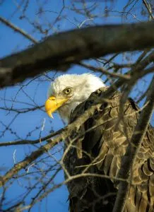 Monroe Lake hosts bald eagle driving tour