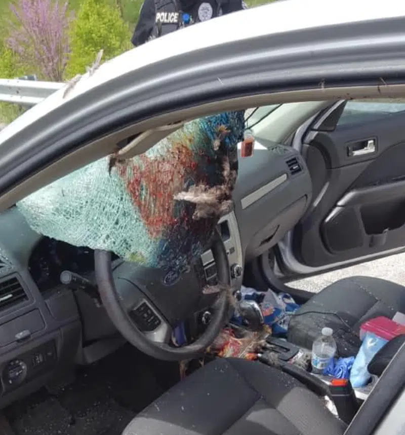 Turkey flies through car windshield