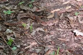 Man bitten by copperhead in Brown County State Park