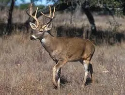 Natural Resources Commission seeks input on proposed deer hunting rule changes