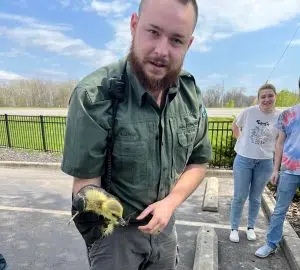 Columbus Animal Services, CFD team to rescue goslings