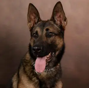 BCSO serves arrest warrant with help of K9