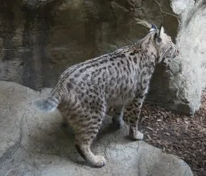 State lawmakers push for bobcat hunting season