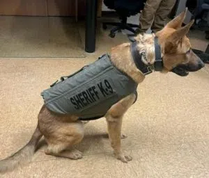 Jennings County K9 Deputy Creed Gets Protective Vest | Local News Digital