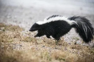 Cases of skunk rabies found in Indiana