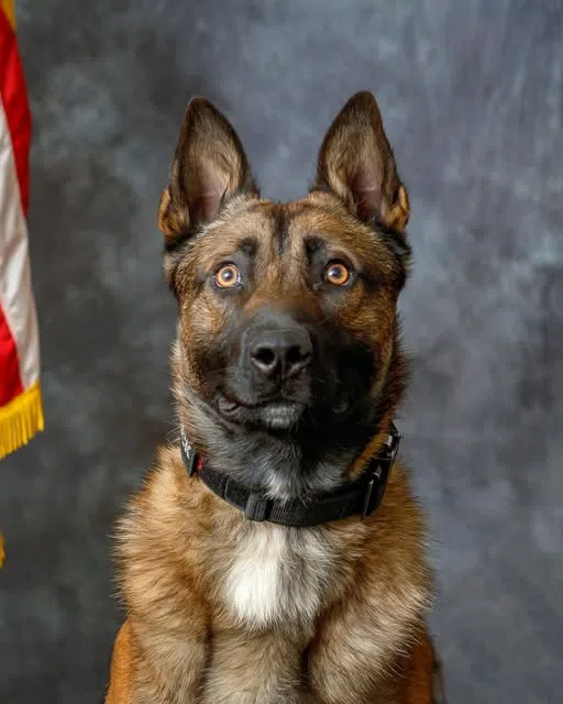 Jennings County K9 unit apprehends escaped suspect