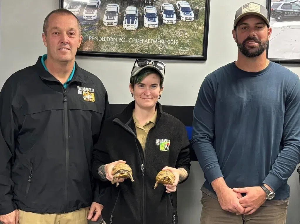 Tortoises stolen from Indy Zoo found in Madison County