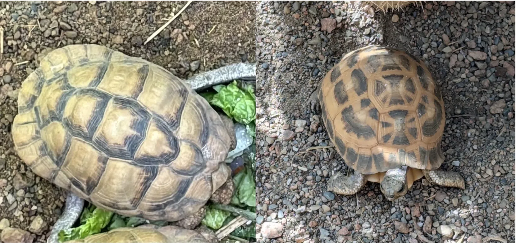 Police seek public help finding 2 endangered tortoises stolen from Indy Zoo
