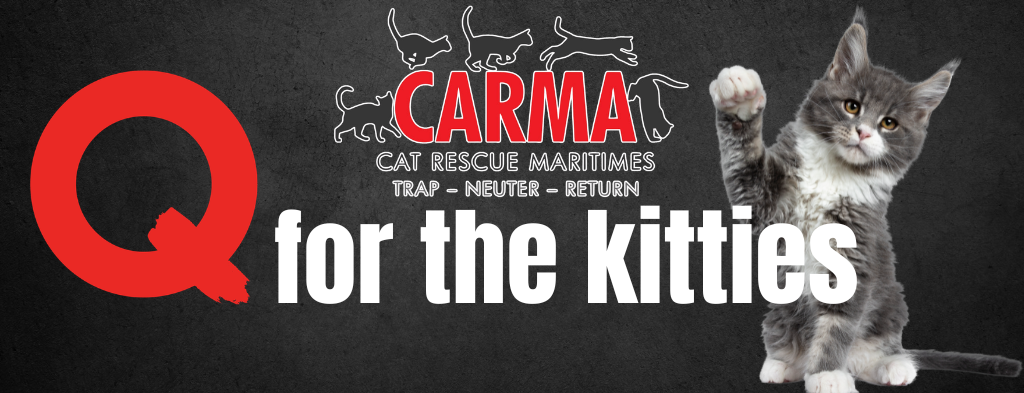 Feature: http://q979.ca/qforthekitties