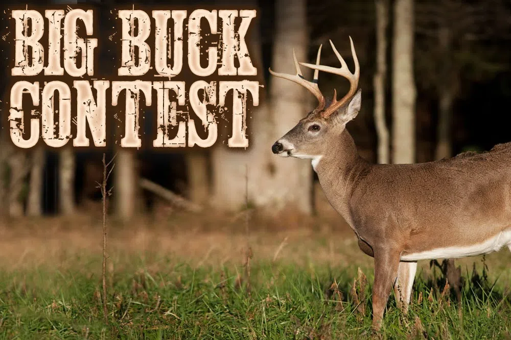 Big Buck Contest