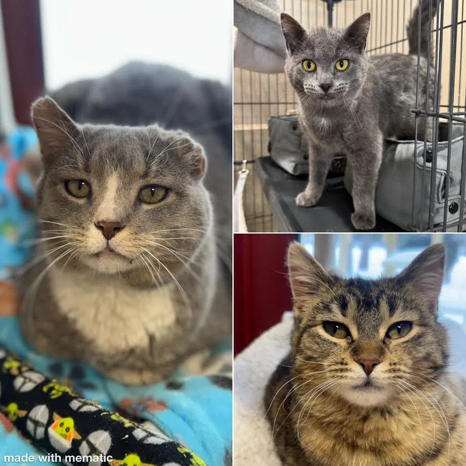 Gino (left) Blake (top right) Georgia (bottom right)