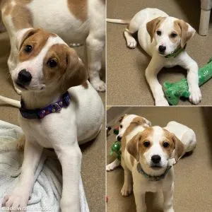 Lilo, Nala & Sunshine