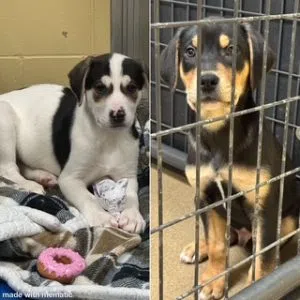 Pongo (left)Baloo (right)