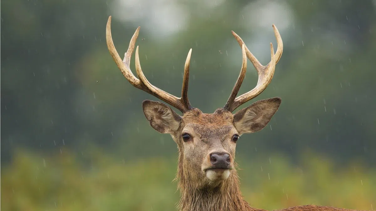 Wisconsin DNR Releases Preliminary Gun Deer Openening Weekend Numbers