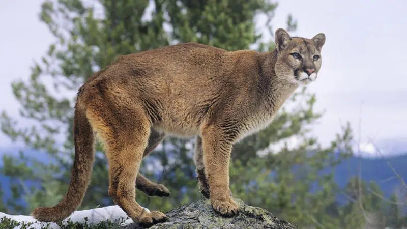 Cougar Attack Closes Hiking Trails Near Canmore 3902