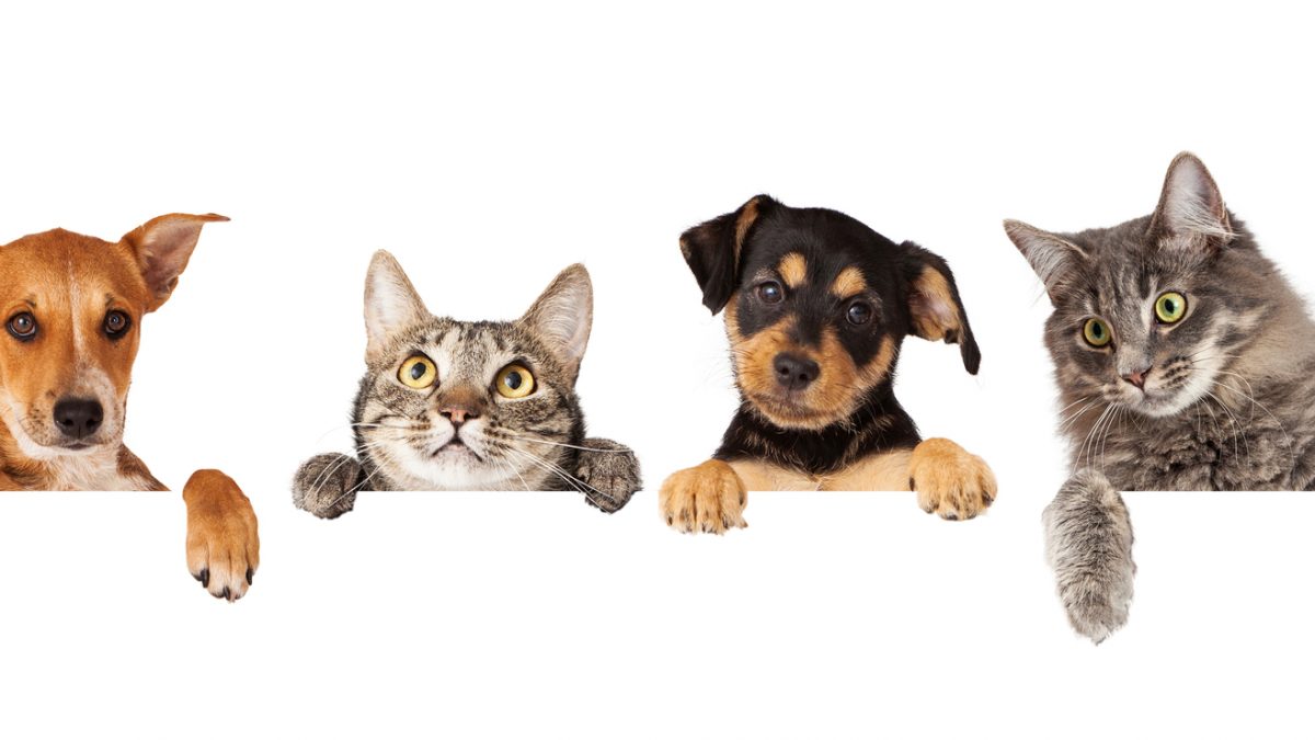 Humane Society Closure Due to Disease Extended