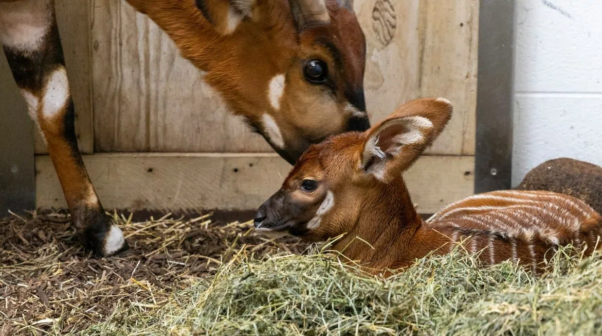 Bongo calf