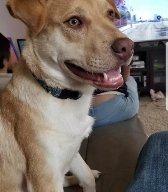 Furry escape artist on the loose Dog breaks out of Saskatoon SPCA