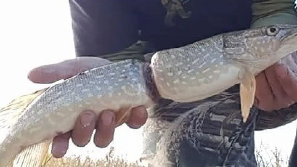 Trout In The Classroom Program Teaches Kids About Environment