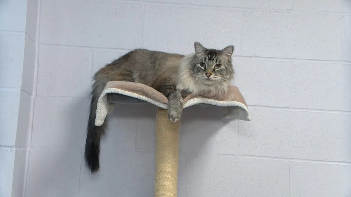 Kamloops SPCA advising against giving pets as holiday gifts