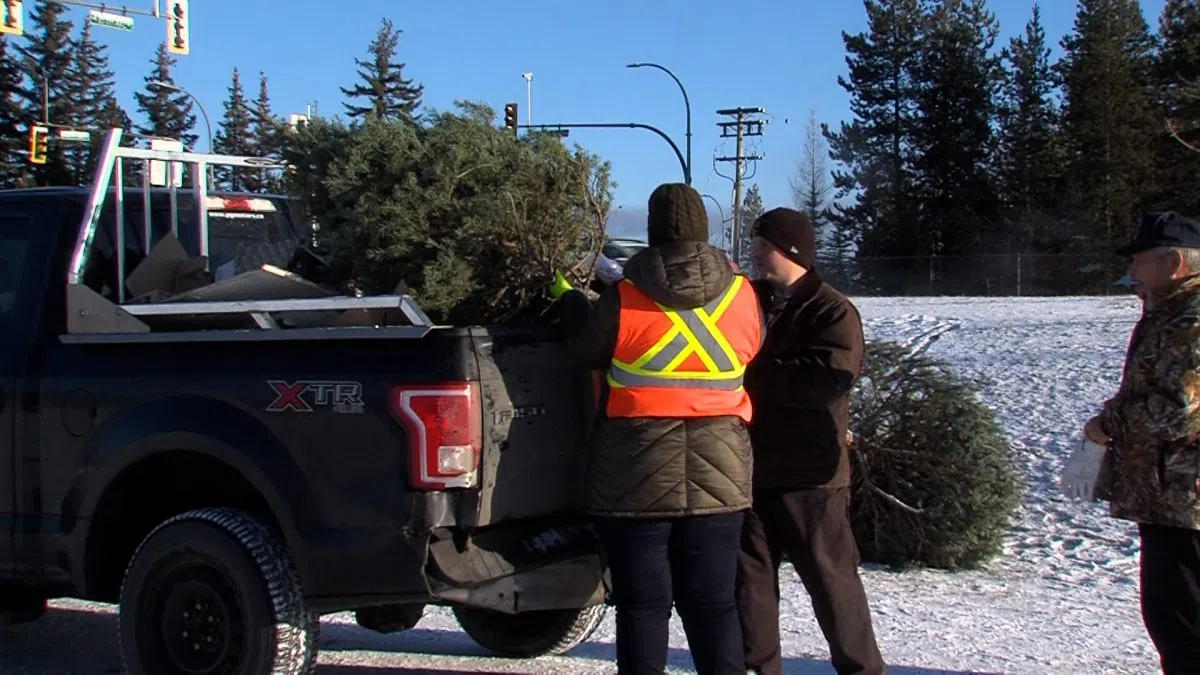 Still need to get rid of your Christmas tree? Volunteer service has you covered
