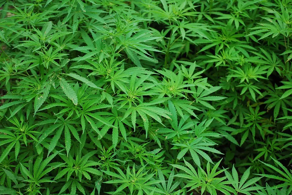 Marijuana Bill Introduced
