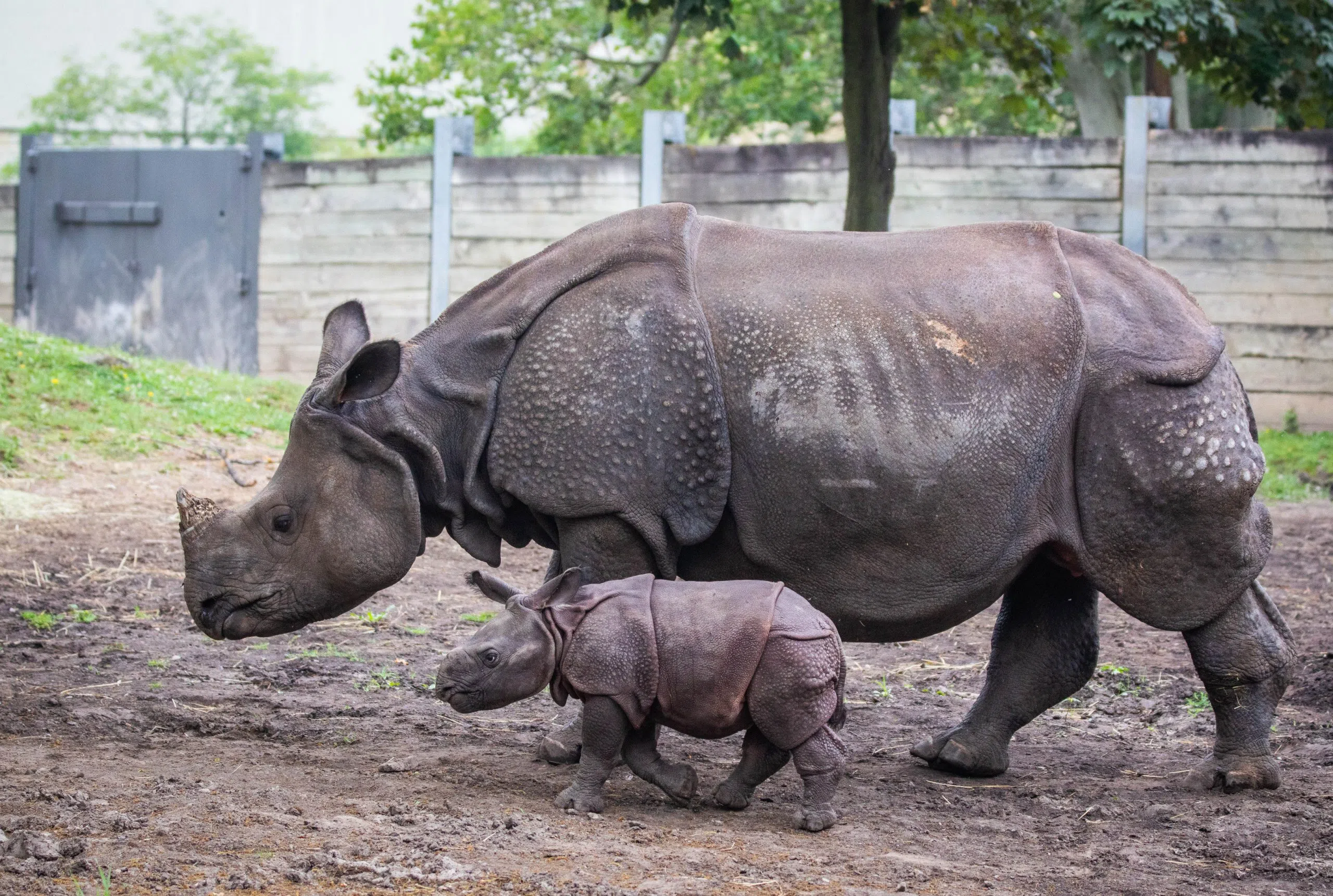 Baby Rhino Has a Name