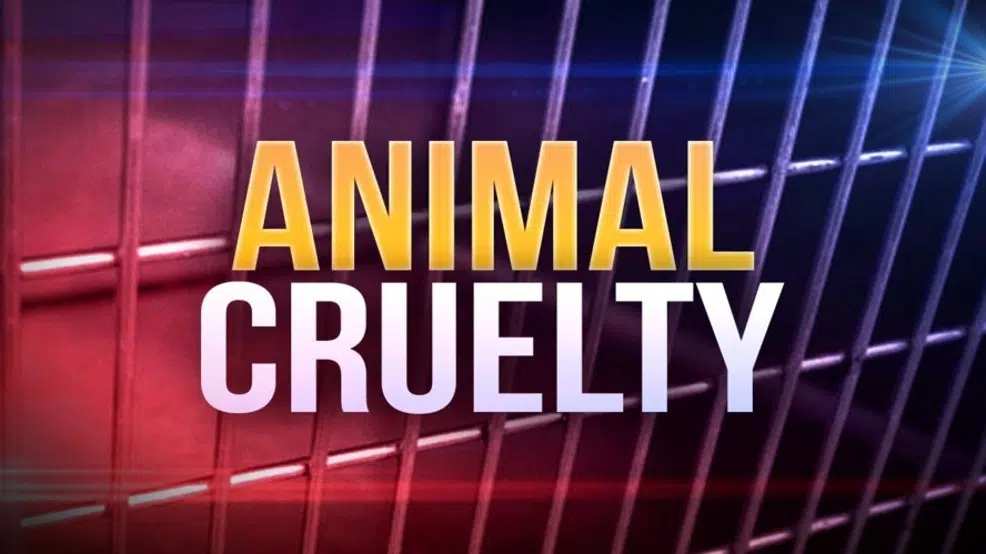 Woman Accused of Animal Neglect and Abuse