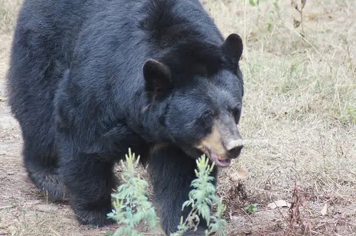 PA Sets New Bear Harvest Record