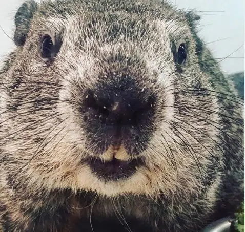 PETA: Punxsutawney Phil Should Retire