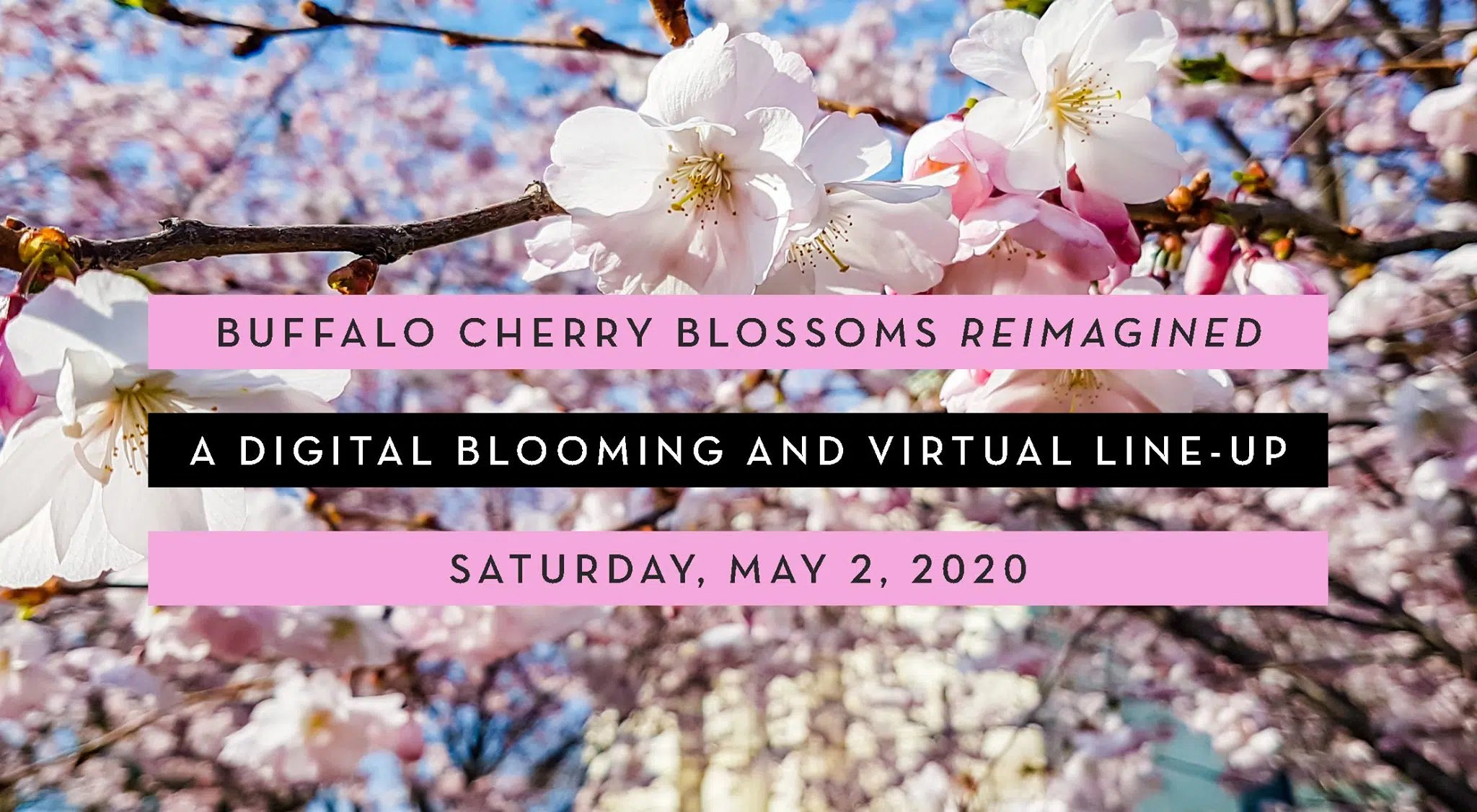 Cherry Blossom Festival Going Digital